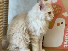 -猫腻·猫咖·撸猫馆(星光大道店)
