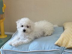 -谐和益家动物医院·免疫绝育·血液透析·宠保定点医院(高新伊藤分院)