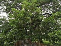 -御林古桑园