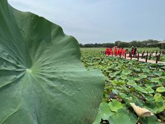 -西青郊野公园