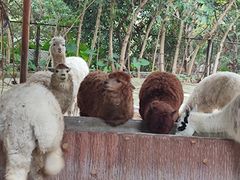 -深圳野生动物园