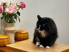 -有猫主题·治愈系猫咖(曾厝垵店)