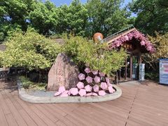 -金鸡湖桃花岛