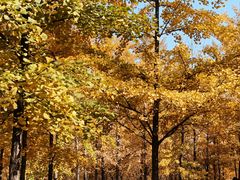 -森林公园(尖草坪区)