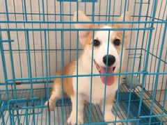 -翊宠yipet猫狗购宠庄园犬舍•猫舍