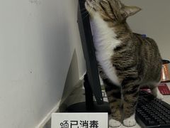 -艾贝尔宠物医院·24H转诊中心·肿瘤猫专科(江宁双龙店)