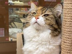 -米乐乖乖猫咪咖啡馆·猫咖(深圳湾后海汇店)