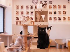 -有喵·猫咖·狗咖·30几只猫10只小狗(岗厦店)