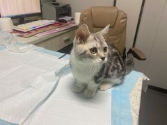 -半岛宠物医院24小时(科华中路店)