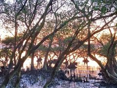 -宝安西湾红树林湿地公园