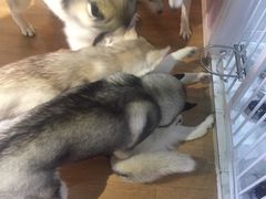-Husky Go! 哈士奇体验馆·宠物咖啡厅狗咖