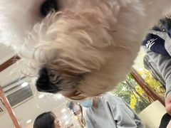 -共舞时光猫咖·狗咖(新街口店)