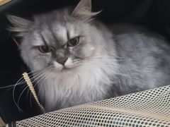 -格蕾宠物医院24H·猫科·肿瘤科·骨科中心(福州总院)