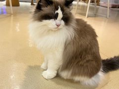 -藏猫猫咖啡主题馆(中央大道店)