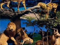 -国家自然博物馆