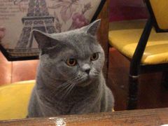 -猫小院猫主题咖啡厅(北锣店)