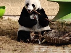 -石家庄市动物园