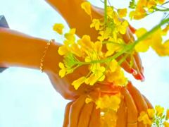 -西京湾花海