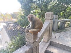 -苏州上方山国家森林公园