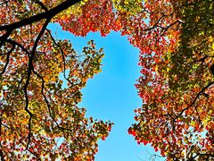 -上海市嘉定区中医医院