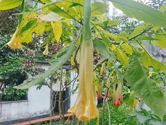 -广州神农草堂中医药博物馆