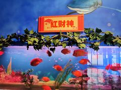 -白鹿仓冰雪海洋世界