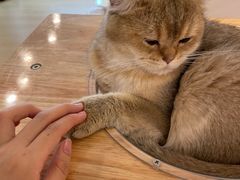 -有喵·猫咖·狗咖·30几只猫10只小狗(岗厦店)