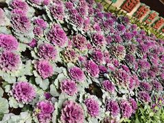 -兰陵国家农业公园