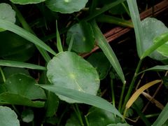 -艾溪湖湿地公园