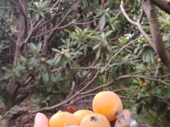 -塘栖枇杷特色园区