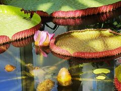 -国家植物园南园