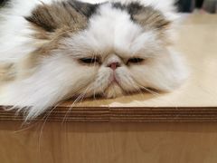 -more than meow吴止猫主题餐厅(承德 中船汇店)