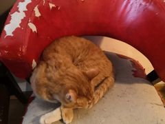 -Cappucimeow猫咪咖啡馆(韦伯时代店)