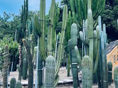 -深圳仙湖植物园