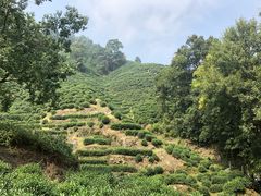-十八棵（老龙井）御茶园(老龙井店)