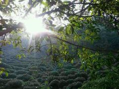android_upload_pic-十八棵（老龙井）御茶园(老龙井店)