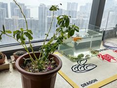 -溪岸路花鸟市场