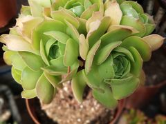 -秦美花卉(天朗·莱茵小城2期店)