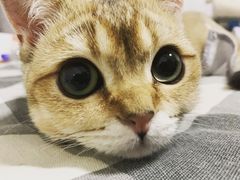 -猫大福·Fortune Cat猫舍(百子湾店)
