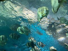 -上海海洋水族馆