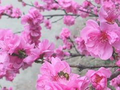 -秀丽东方
