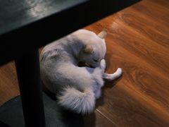 -猫小院猫主题咖啡厅(北锣店)