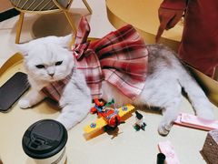 -藏猫猫咖啡主题馆(中央大道店)