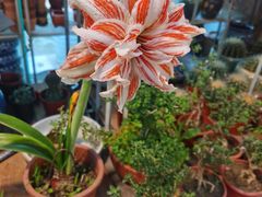 -双季花艺园艺市场(浦东店)