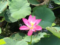 -天津东丽湖风景区