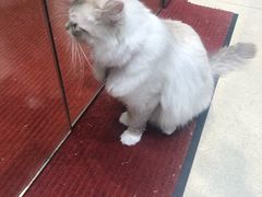 -藏猫猫咖啡主题馆(中央大道店)