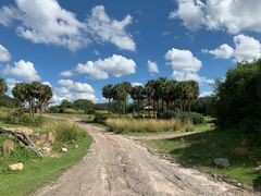 -奥兰多迪士尼动物王国乐园