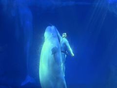 -海合安武汉极地海洋公园