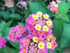 -合肥滨湖国家森林公园