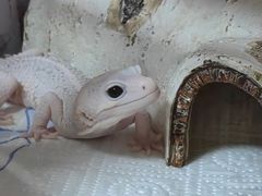 -酷以爬仙阁实体爬宠店·守宫·蜥蜴·专业繁育